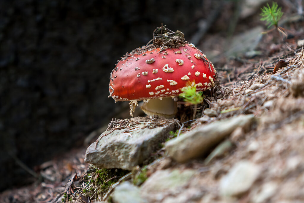 Fliegenpilz (fly agaric)