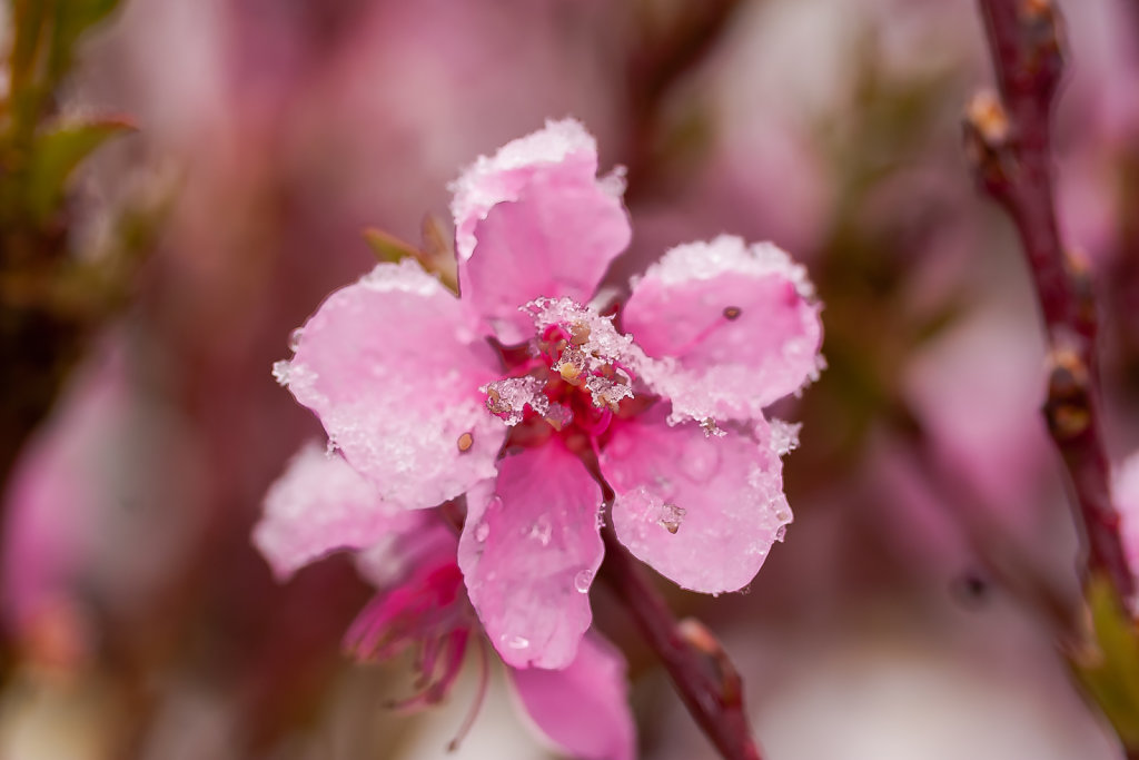 kirschblüte mit Schneekristallen | Japanische Blütenkirsche (hill cherry)