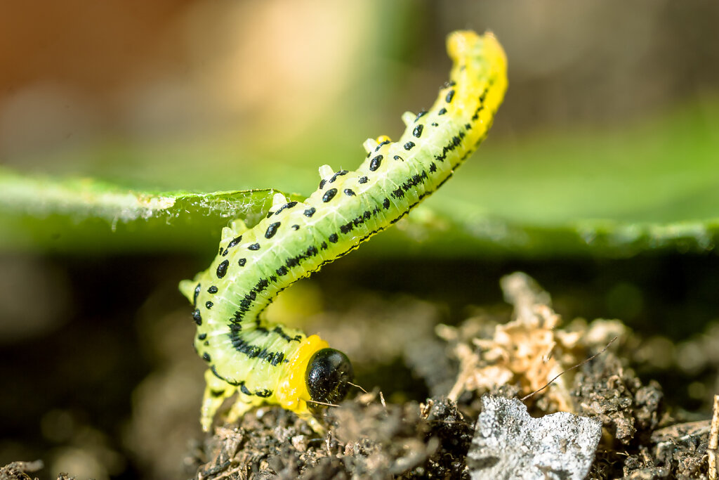 Raupe des Buchsbaumzünsler (box tree caterpillar)