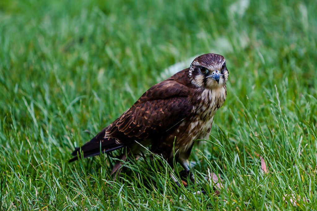 Habichtfalke (brown falcon)