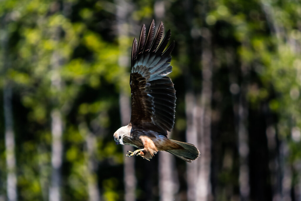 Seeadler (white-tailed eagle)