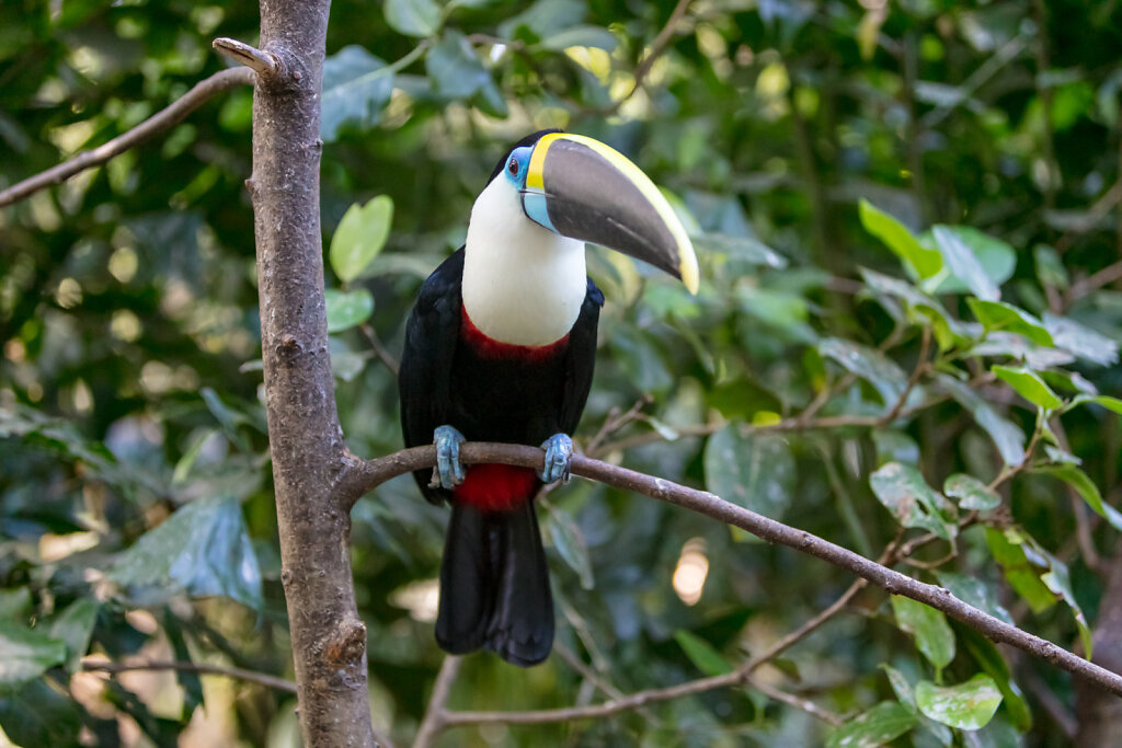 Goldkehltukan (black-mandibled toucan)