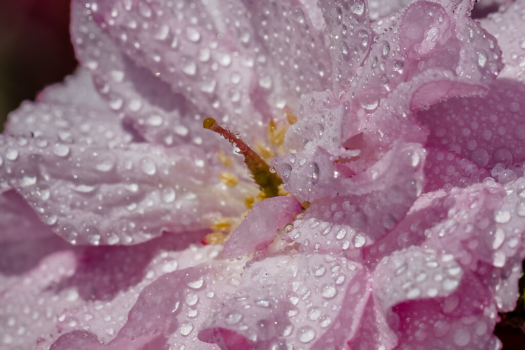 Nach dem Regen - Japanische Blütenkirsche (After rain - Orienta
